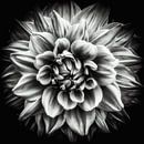 Macro-fleur d'un dahlia en noir et blanc par Dieter Walther Aperçu