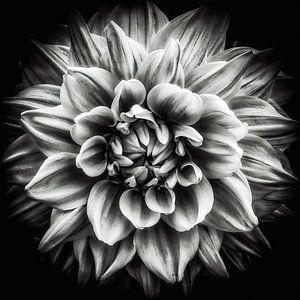 Makro Blüte einer Dahlie in schwarz-weiss