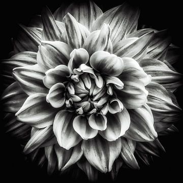 Macro-fleur d'un dahlia en noir et blanc sur Dieter Walther