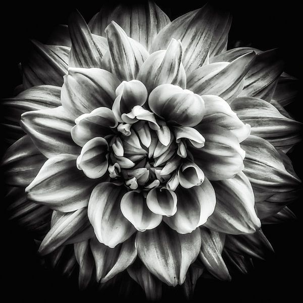 Macro-fleur d'un dahlia en noir et blanc par Dieter Walther