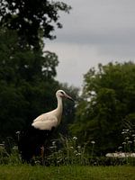 Das Glück des Storches bringt Weisheit