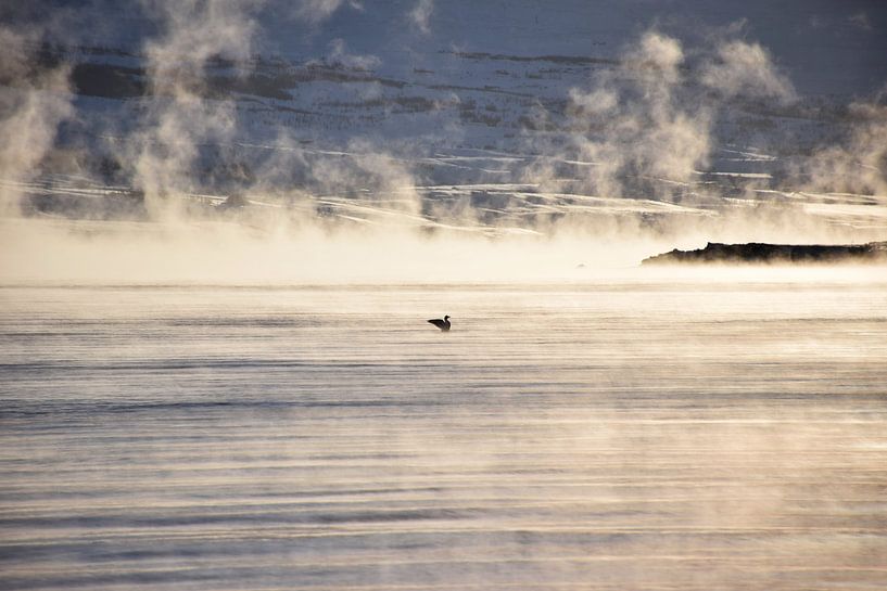 Eiderenten im dampfenden Meer von Elisa in Iceland