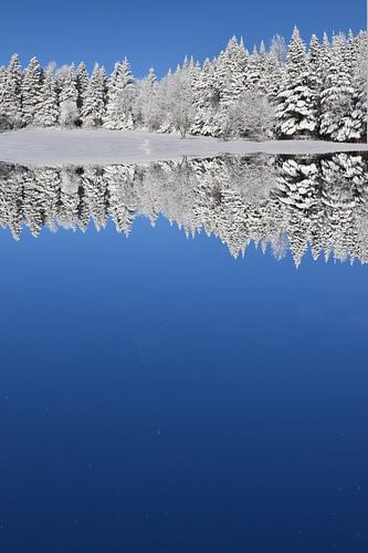 De eerste sneeuw in het bos