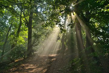 Zonnestralen in het bos van Tanja Voigt