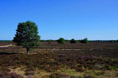 Ein Blick auf die Heide mit Laubbäumen