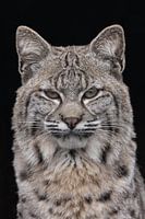 Portret van een jonge lynx