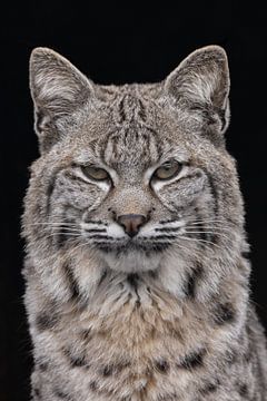 Portret van een jonge lynx van HB Photography