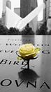 Roos bij een naam van het 9/11 memorial van ticus media thumbnail