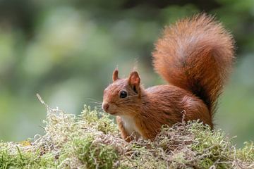 Curious squirrel. by Albert Beukhof