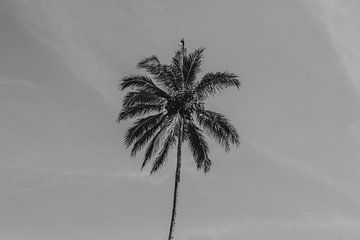 Een mooie palmboom in het zwartwit in hartje Bali van Marcus PoD