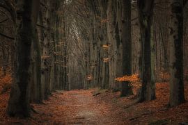La forêt d'Amerongse sur Moetwil en van Dijk - Fotografie