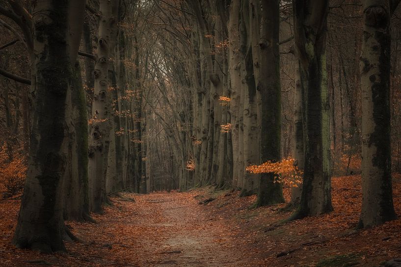 Amerongse Forest by Moetwil en van Dijk - Fotografie