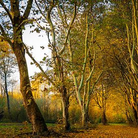 De herfst is losgebarsten von René Holtslag