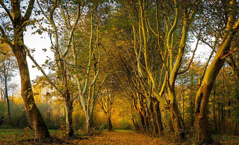 De herfst is losgebarsten van René Holtslag