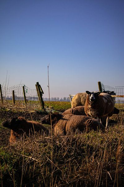Schaapen by Esmee Knijpstra