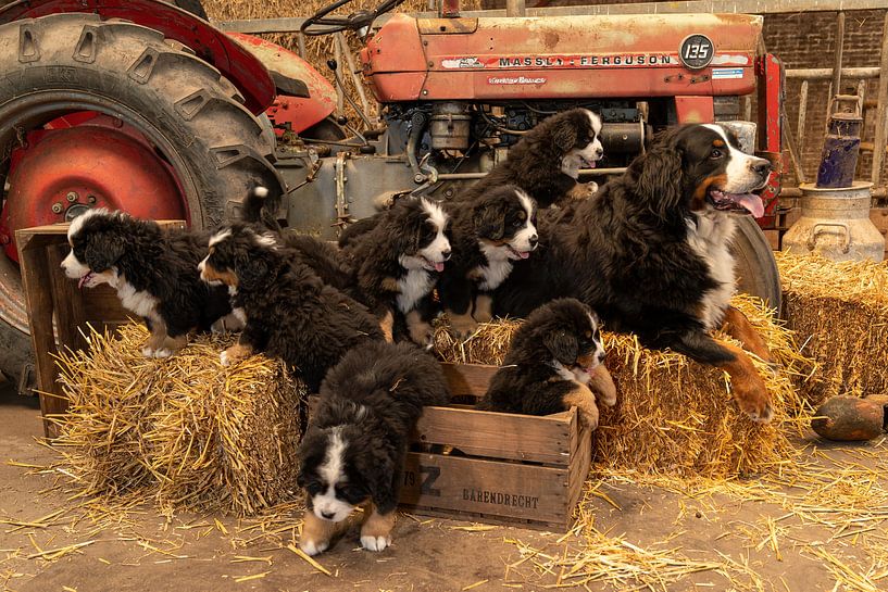 Berner sennen hond met pups van Bob de Bruin