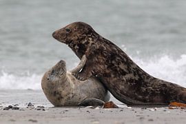 Grey seals (Halichoerus grypus) by Dirk Rüter