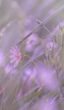 Le monde imaginaire de la nature sur Robby's fotografie