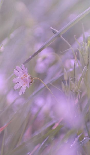 Nature's dream world by Robby's fotografie