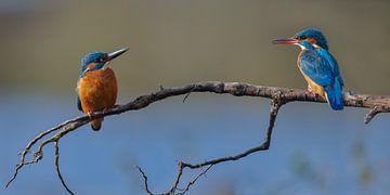 Kingfishers - Spring is in sight, a new love by Kingfisher.photo - Corné van Oosterhout