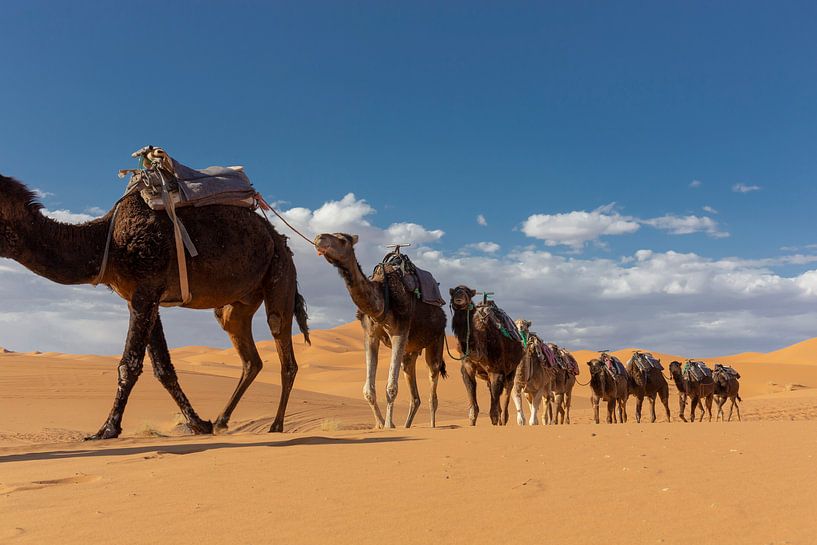 kamelen lopen door de woestijn in het westelijke deel van de Sahara-woestijn in Marokko van Tjeerd Kruse