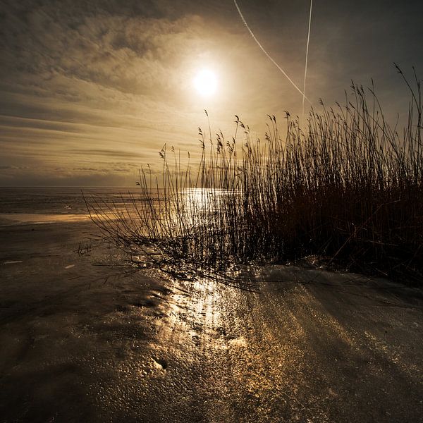 Rietkraag van Harrie Muis