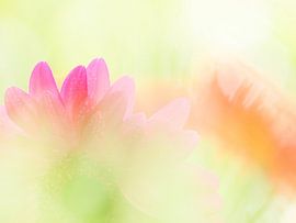 Frische und fröhliche Blumen in Frühlingsfarben