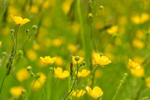 Zo vrolijke boterbloemen in Mei