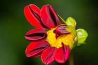 Dahlia