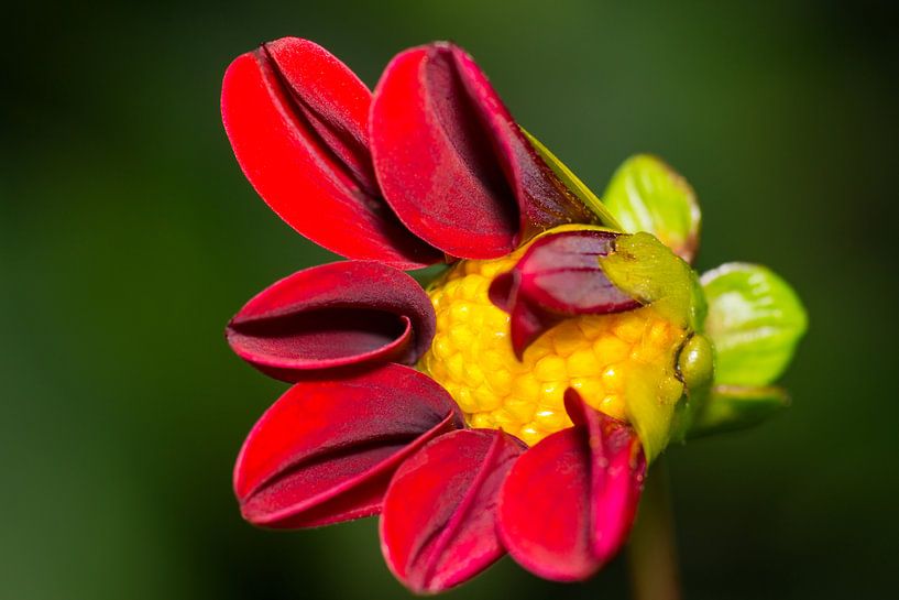 Dahlia par Johan Slagers