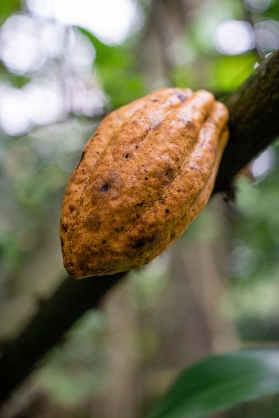 Cocoa bean by road to aloha