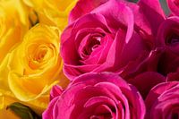 Geel en roze rozen close up