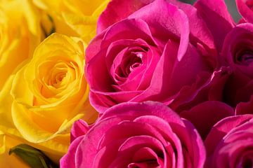 Gelbe und rosa Rosen in Großaufnahme von Jolanda de Jong-Jansen
