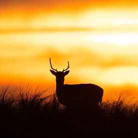 Silhouet van een hert bij zonsondergang van Dennis Bresser