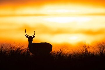 Silhouette d'un cerf au coucher du soleil sur Dennis Bresser
