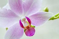 Witte Orchidee van Ronne Vinkx thumbnail