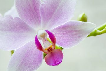 Orchidée blanche sur Ronne Vinkx