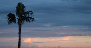 A palm tree at sunset