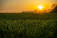 Sunset by the wayside