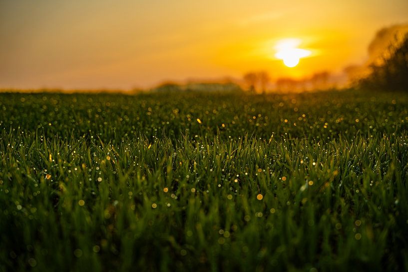 Sunset by the wayside by Mandy Faulhaber