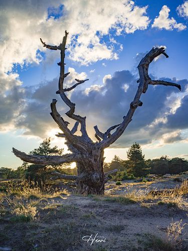 Forêt fruitière de Drenthe