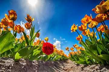 The wind beneath my Tulips by Pieter van Roijen
