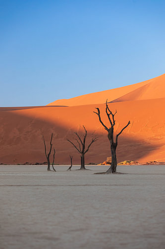 Namibie, Sossusvlei (Deadvlei)