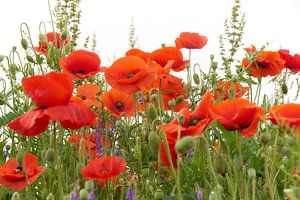 Coquelicots