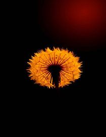 „Ember Dandelion XV“ von Ember Bloom