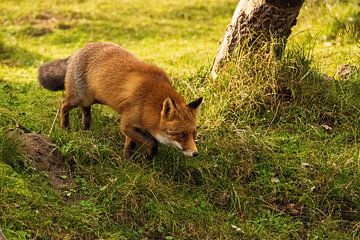 Fox sur Merijn Loch