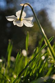 Bloem in achtergrondverlichting van Joel Layaa-Laulhé