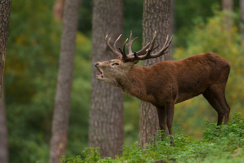 Bronstig Edelhert in boslandschap met varens van Jeroen Stel