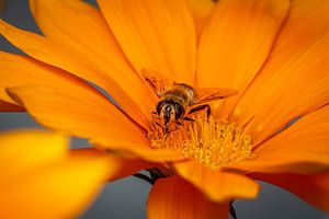 hoverfly in a flower