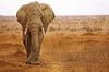 Elefant mit Schlamm beworfen in Südafrika von W. Woyke Miniaturansicht
